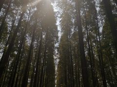 -黄海国家森林公园