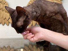 -喵屿·大理花园猫咖