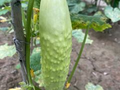 -白洋淀锅里口灶台鱼