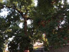 -康陵正德春饼宴26号