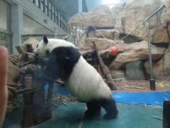 -成都动物园