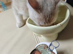 -唐小姐の猫狗洗护·购宠旗舰店(周浦万达店)