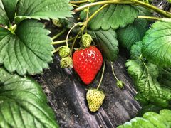 -胜丰草莓采摘园