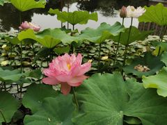 -陈家山荷花公园