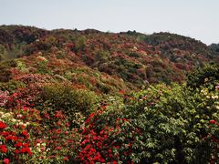 -贵州百里杜鹃风景名胜区