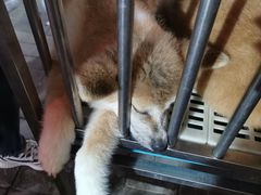 -中环花鸟鱼虫市场