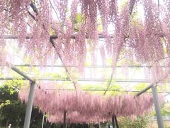 -嘉定紫藤园