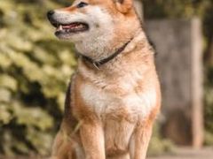 -艾吉宠物医院·疑难杂症转诊中心·猫友好(碧江路院)