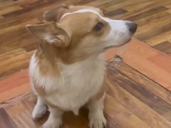 -心仪动物医院·牙专科·肿瘤·心脏科(西客站院)