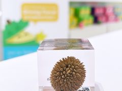 -榴莲BB 四季果园