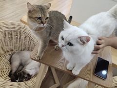 -李小姐の猫咖啡馆(五角场店)