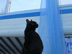 露娜-Sirena海妖日咖夜酒