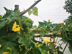 -马陆小张葡萄园农家乐