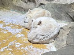 -海合安成都极地海洋公园