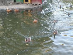 -北京市海淀外国语实验学校