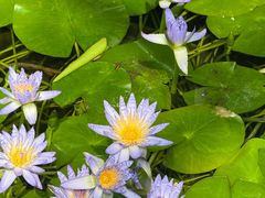 -国家植物园南园