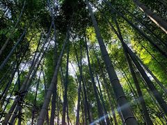 -石台牯牛降景区