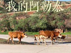 -丰宁坝上草原