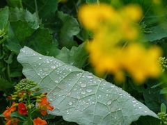 -三圣花乡旅游区