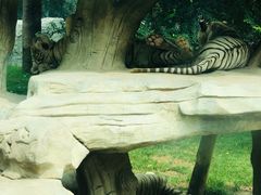 -北京野生动物园