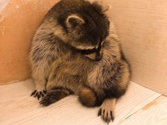 -浣熊柯尔鸭土拨鼠·电玩咖