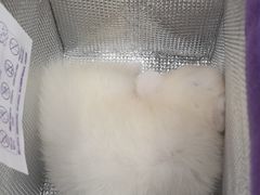 -艾贝尔宠物医院·宠保定点·超声绝育·免疫点(樱花路店)