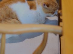 -韬光茶庵