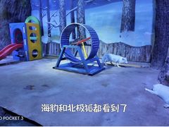 -芜湖新华联大白鲸海洋公园