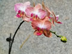 -东莞植物园
