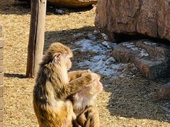 -沈阳森林动物园
