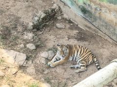 -西霞口神雕山野生动物世界