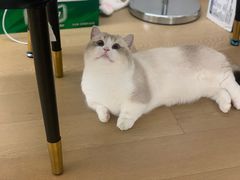 -comecome来吧宠物(奥克斯中心店)