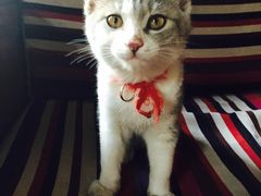 阿拉呛舍藏餐-阿拉呛舍藏餐