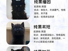 -翊宠yipet猫狗购宠庄园犬舍•猫舍