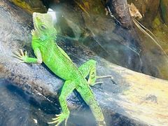-上海大自然野生昆虫馆(东方明珠·爬宠昆虫探索中心)