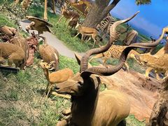 -国家自然博物馆