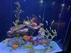 -上海海洋水族馆