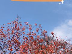 -北京西山国家森林公园