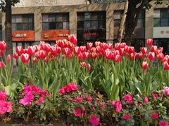 -四川大学(华西校区)