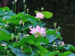 -成都市文化公园