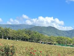 -亚龙湾国际玫瑰谷