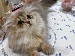 -momokira米努特·德文卷毛猫·棉花面纱犬