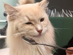 -安格丽娜·狗咖·猫咖羊驼咖(春熙路百盛商场店)