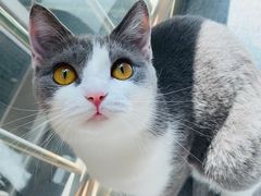 -屋虎猫馆(宝安大仟里店)