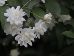 -四川大学(望江校区)