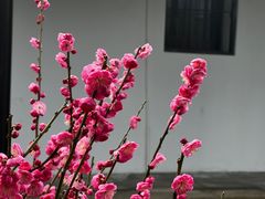 -无锡梅园公园