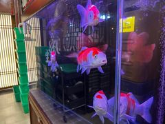 -邵年鸽(杨庄店)