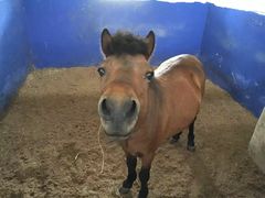 -重庆和泰马术俱乐部