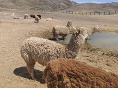 -新疆天山野生动物园