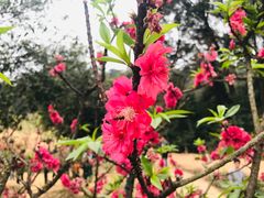 -南国桃园旅游度假区